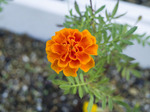 かなり絶妙な色合いの花でした